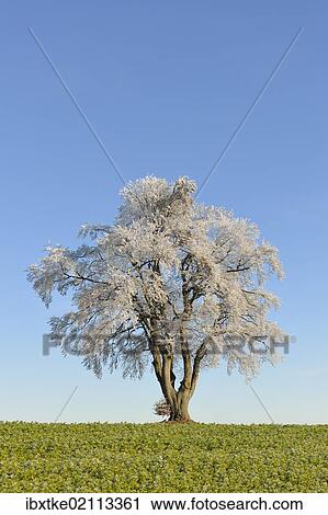 "Black alder, European alder (Alnus glutinosa) covered with hoarfrost, Swabian Alps, Baden-Wuerttemberg, Germany, Europe" View Large Photo Image Stock Image - "Black alder, European alder (Alnus glutinosa) covered with hoarfrost, Swabian Alps, Baden-Wuerttemberg, Germany, Europe". Fotosearch