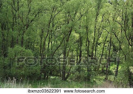 "Black Alders (Alnus glutinosa) with spring foliage, Beerbach, Middle Franconia, Bavaria, Germany, Europe" View Large Photo Image Stock Image - "Black Alders (Alnus glutinosa) with spring foliage, Beerbach, Middle Franconia, Bavaria, Germany, Europe". Fotosearch