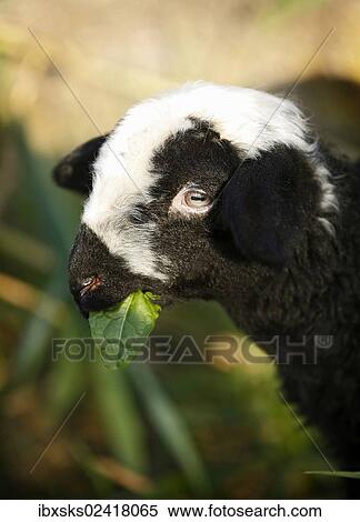 "Black and white lamb eating, portrait" View Large Photo Image Stock Photography - "Black and white lamb eating, portrait". Fotosearch