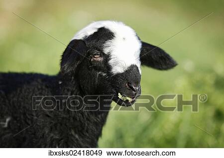 "Black and white lamb grazing in a meadow, portrait" View Large Photo Image Stock Photo - "Black and white lamb grazing in a meadow, portrait". Fotosearch