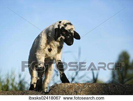 Black and white lamb standing on a rock View Large Photo Image Stock Photo - Black and white lamb standing on a rock. Fotosearch