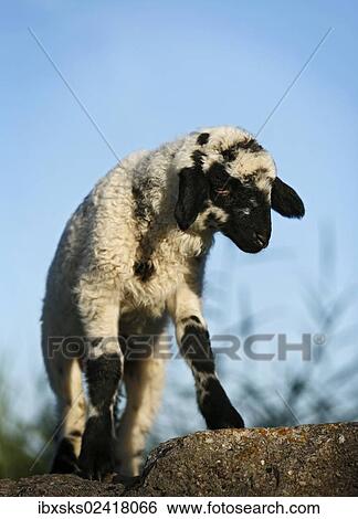 Black and white lamb standing on a rock View Large Photo Image Stock Photograph - Black and white lamb standing on a rock. Fotosearch