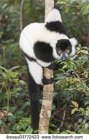 "Black-and-white Ruffed Lemur (Varecia variegata), clinging to a thin tree trunk, Vakona Park, Madagascar, Africa" View Large Photo Image Stock Image - "Black-and-white Ruffed Lemur (Varecia variegata), clinging to a thin tree trunk, Vakona Park, Madagascar, Africa". Fotosearch