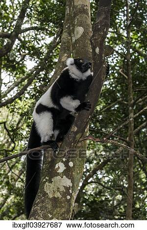 "Black-and-white Ruffed Lemur (Varecia variegata), captive, Western Cape Province, South Africa, Africa" View Large Photo Image Stock Photo - "Black-and-white Ruffed Lemur (Varecia variegata), captive, Western Cape Province, South Africa, Africa". Fotosearch