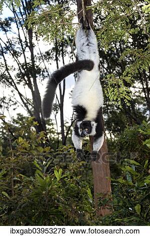 "Black-and-White Ruffed Lemur (Varecia variegata), Andasibe-Mantadia National Park, Madagascar, Africa" View Large Photo Image Stock Photograph - "Black-and-White Ruffed Lemur (Varecia variegata), Andasibe-Mantadia National Park, Madagascar, Africa". Fotosearch