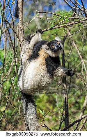 "Black-and-White Ruffed Lemur (Varecia variegata), Madagascar, Africa" View Large Photo Image Stock Photography - "Black-and-White Ruffed Lemur (Varecia variegata), Madagascar, Africa". Fotosearch