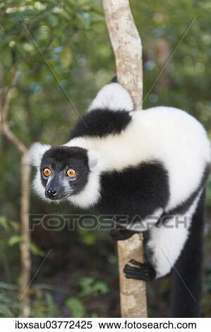 "Black-and-white Ruffed Lemur (Varecia variegata), with piercing eyes, clinging to a thin tree trunk, Vakona Park, Madagascar, Africa" View Large Photo Image Stock Photography - "Black-and-white Ruffed Lemur (Varecia variegata), with piercing eyes, clinging to a thin tree trunk, Vakona Park, Madagascar, Africa". Fotosearch