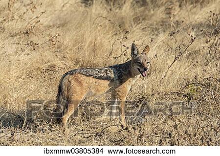 Picture - "Black-backed jackal (Canis mesomelas) with prey guinea fowl, Etosha National Park, Namibia, Africa". Fotosearch