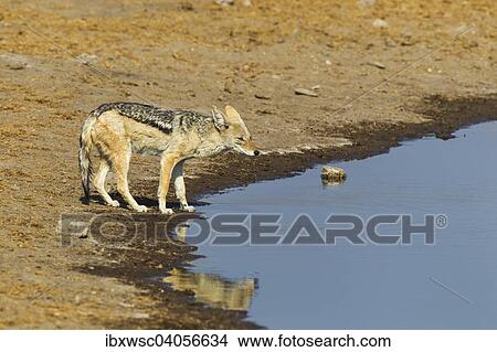 Picture - "Black-backed Jackal (Canis mesomelas) at a waterhole, Etosha National Park, Namibia, Africa". Fotosearch