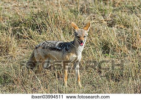 Stock Image - "Black-backed Jackal (Canis mesomelas), Maasai Mara National Reserve, Kenya, Africa". Fotosearch