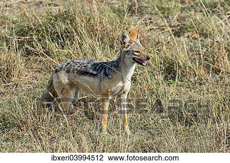"Black-backed Jackal (Canis mesomelas), Maasai Mara National Reserve, Kenya, Africa" View Large Photo Image Stock Image - "Black-backed Jackal (Canis mesomelas), Maasai Mara National Reserve, Kenya, Africa". Fotosearch