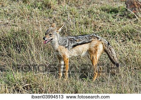 "Black-backed Jackal (Canis mesomelas), Maasai Mara National Reserve, Kenya, Africa" View Large Photo Image Stock Image - "Black-backed Jackal (Canis mesomelas), Maasai Mara National Reserve, Kenya, Africa". Fotosearch