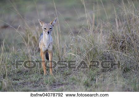"Black-backed Jackal (Canis mesomelas), adult, observing, Maasai Mara, Kenya, Africa" View Large Photo Image Stock Image - "Black-backed Jackal (Canis mesomelas), adult, observing, Maasai Mara, Kenya, Africa". Fotosearch