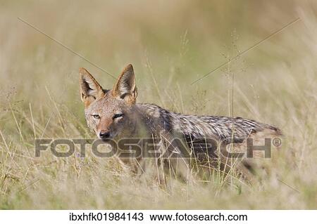 Stock Image - "Black-backed jackal (Canis mesomelas) at Addo Elephant Park, South Africa, Africa". Fotosearch