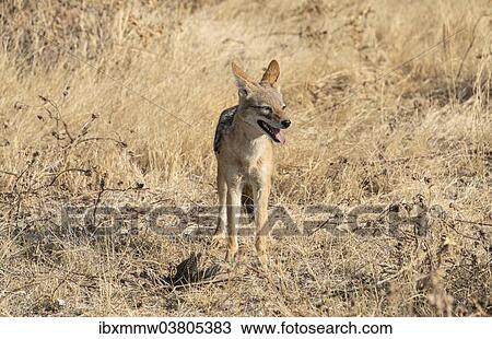 Stock Image - "Black-backed jackal (Canis mesomelas) with prey guinea fowl, Etosha National Park, Namibia, Africa". Fotosearch