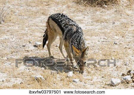 "Black-backed Jackal (Canis mesomelas), Etosha National Park, Namibia, Africa" View Large Photo Image Stock Image - "Black-backed Jackal (Canis mesomelas), Etosha National Park, Namibia, Africa". Fotosearch