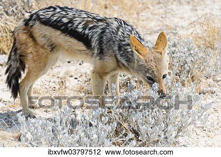 Stock Image - "Black-backed Jackal (Canis mesomelas), Etosha National Park, Namibia, Africa". Fotosearch