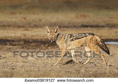 Stock Photo - "Black Backed Jackal (Canis mesomelas), Etosha National Park, Namibia, Africa". Fotosearch