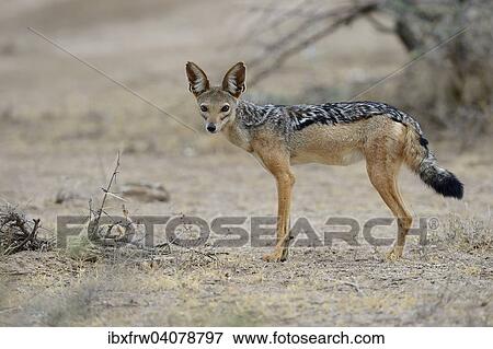 "Black-backed Jackal (Canis mesomelas), adult, Samburu National Reserve, Kenya, Africa" View Large Photo Image Stock Photo - "Black-backed Jackal (Canis mesomelas), adult, Samburu National Reserve, Kenya, Africa". Fotosearch