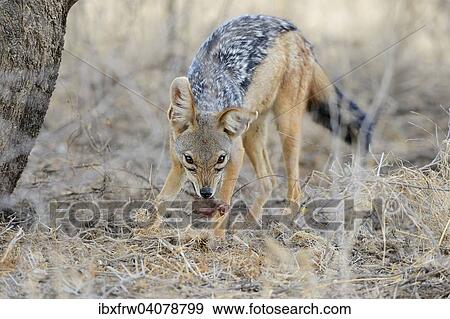"Black-backed Jackal (Canis mesomelas), pup with prey in its mouth, Samburu National Reserve, Kenya, Africa" View Large Photo Image Stock Photo - "Black-backed Jackal (Canis mesomelas), pup with prey in its mouth, Samburu National Reserve, Kenya, Africa". Fotosearch