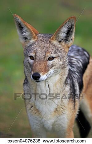"Black-backed Jackal (Canis mesomelas), adult, alert, Western Cape, South Africa, Africa" View Large Photo Image Stock Photo - "Black-backed Jackal (Canis mesomelas), adult, alert, Western Cape, South Africa, Africa". Fotosearch