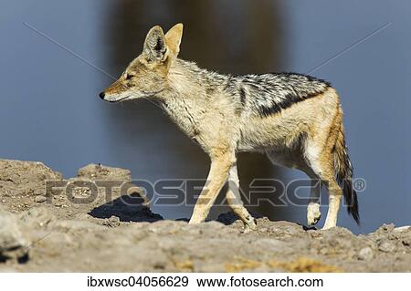 "Black-backed Jackal (Canis mesomelas), Etosha National Park, Namibia, Africa" View Large Photo Image Stock Photo - "Black-backed Jackal (Canis mesomelas), Etosha National Park, Namibia, Africa". Fotosearch