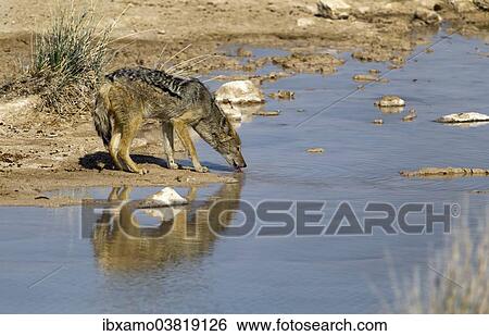 "Black Backed Jackal (Canis mesomelas) drinking, Salvadora waterhole, Etosha National Park, Namibia, Africa" View Large Photo Image Stock Photograph - "Black Backed Jackal (Canis mesomelas) drinking, Salvadora waterhole, Etosha National Park, Namibia, Africa". Fotosearch