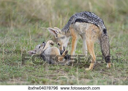 "Black-backed Jackal (Canis mesomelas), female with pup, playing, Maasai Mara, Kenya, Africa" View Large Photo Image Stock Photograph - "Black-backed Jackal (Canis mesomelas), female with pup, playing, Maasai Mara, Kenya, Africa". Fotosearch