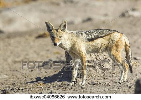 "Black-backed Jackal (Canis mesomelas), Etosha National Park, Namibia, Africa" View Large Photo Image Stock Photograph - "Black-backed Jackal (Canis mesomelas), Etosha National Park, Namibia, Africa". Fotosearch