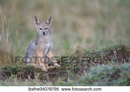 "Black-backed Jackal (Canis mesomelas), pup, curious, Maasai Mara, Kenya, Africa" View Large Photo Image Stock Photography - "Black-backed Jackal (Canis mesomelas), pup, curious, Maasai Mara, Kenya, Africa". Fotosearch