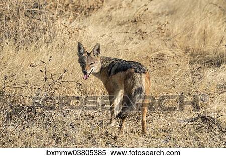 "Black-backed jackal (Canis mesomelas) with prey guinea fowl, Etosha National Park, Namibia, Africa" View Large Photo Image Stock Photography - "Black-backed jackal (Canis mesomelas) with prey guinea fowl, Etosha National Park, Namibia, Africa". Fotosearch