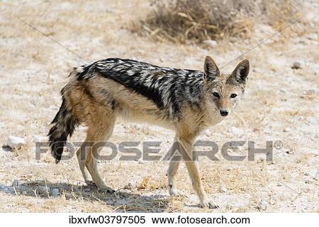 "Black-backed Jackal (Canis mesomelas), Etosha National Park, Namibia, Africa" View Large Photo Image Stock Photography - "Black-backed Jackal (Canis mesomelas), Etosha National Park, Namibia, Africa". Fotosearch