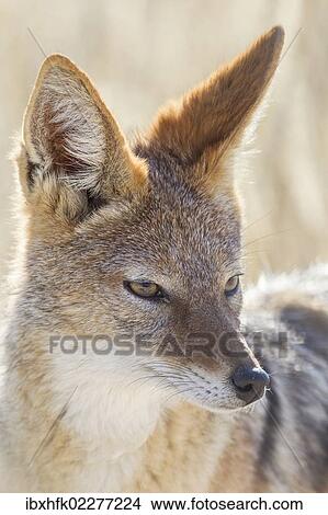 Picture - "Black-backed jackal (Canis mesomeles), Etosha National Park, Namibia, Africa". Fotosearch