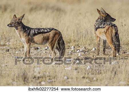"Black-backed jackals (Canis mesomeles), Etosha National Park, Namibia, Africa" View Large Photo Image Picture - "Black-backed jackals (Canis mesomeles), Etosha National Park, Namibia, Africa". Fotosearch