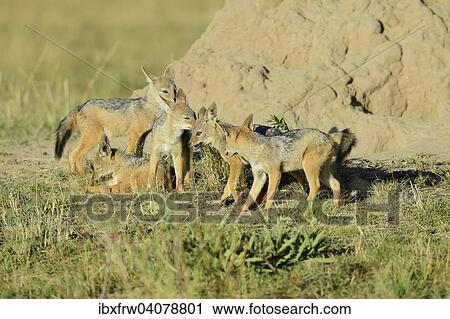 "Black-backed Jackals (Canis mesomelas), puppies playing in front of their den under a termite mound, Maasai Mara, Kenya, Africa" View Large Photo Image Stock Image - "Black-backed Jackals (Canis mesomelas), puppies playing in front of their den under a termite mound, Maasai Mara, Kenya, Africa". Fotosearch