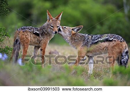 "Black-backed Jackals (Canis mesomelas), adult, couple, social behavior, Addo Elephant National Park, Eastern Cape, South Africa, Africa" View Large Photo Image Stock Image - "Black-backed Jackals (Canis mesomelas), adult, couple, social behavior, Addo Elephant National Park, Eastern Cape, South Africa, Africa". Fotosearch