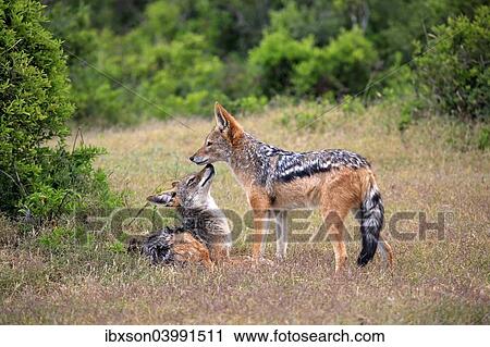 Stock Image - "Black-backed Jackals (Canis mesomelas), adult, couple, social behavior, Addo Elephant National Park, Eastern Cape, South Africa, Africa". Fotosearch