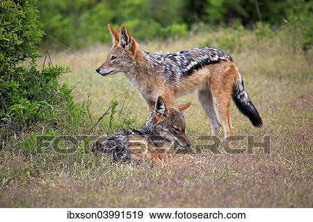 "Black-backed Jackals (Canis mesomelas), adult, couple, social behavior, Addo Elephant National Park, Eastern Cape, South Africa, Africa" View Large Photo Image Stock Photo - "Black-backed Jackals (Canis mesomelas), adult, couple, social behavior, Addo Elephant National Park, Eastern Cape, South Africa, Africa". Fotosearch