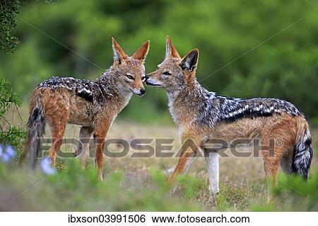 "Black-backed Jackals (Canis mesomelas), adult, couple, social behavior, Addo Elephant National Park, Eastern Cape, South Africa, Africa" View Large Photo Image Stock Photograph - "Black-backed Jackals (Canis mesomelas), adult, couple, social behavior, Addo Elephant National Park, Eastern Cape, South Africa, Africa". Fotosearch