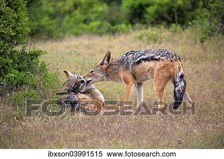 "Black-backed Jackals (Canis mesomelas), adult, couple, social behavior, Addo Elephant National Park, Eastern Cape, South Africa, Africa" View Large Photo Image Stock Photography - "Black-backed Jackals (Canis mesomelas), adult, couple, social behavior, Addo Elephant National Park, Eastern Cape, South Africa, Africa". Fotosearch