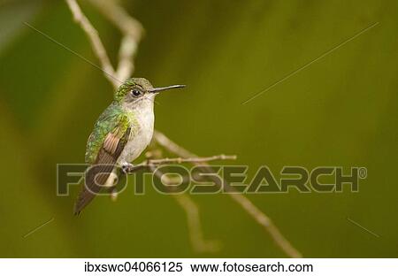 "Black-bellied Hummingbird (Eupherusa nigriventris), perched on a branch, Vara Blanca, Alajuela Province, Costa Rica, North America" View Large Photo Image Stock Photography - "Black-bellied Hummingbird (Eupherusa nigriventris), perched on a branch, Vara Blanca, Alajuela Province, Costa Rica, North America". Fotosearch