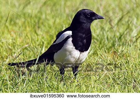 Black-billed magpie (Pica pica) View Large Photo Image Stock Image - Black-billed magpie (Pica pica). Fotosearch