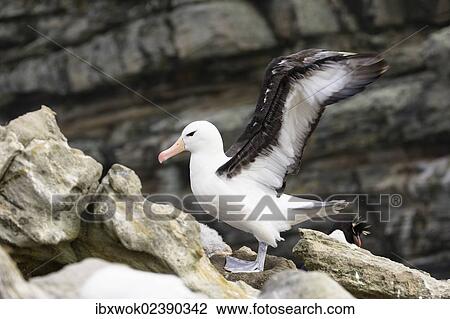 "Black-browed Albatross (Diomedea melanophrys), Falkland Islands, Subantarctic, South America" View Large Photo Image Stock Image - "Black-browed Albatross (Diomedea melanophrys), Falkland Islands, Subantarctic, South America". Fotosearch