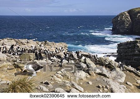 "Black-browed Albatross (Diomedea melanophrys) and Southern Rockhopper Penguins (Eudyptes chrysocome), New Island, Falkland Islands, Subantarctic, South America" View Large Photo Image Stock Photography - "Black-browed Albatross (Diomedea melanophrys) and Southern Rockhopper Penguins (Eudyptes chrysocome), New Island, Falkland Islands, Subantarctic, South America". Fotosearch