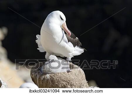 "Black-browed Albatross or Black-browed Mollymawk (Thalassarche melanophris) with chick in nest, New Island, Falkland Islands, South America" View Large Photo Image Picture - "Black-browed Albatross or Black-browed Mollymawk (Thalassarche melanophris) with chick in nest, New Island, Falkland Islands, South America". Fotosearch