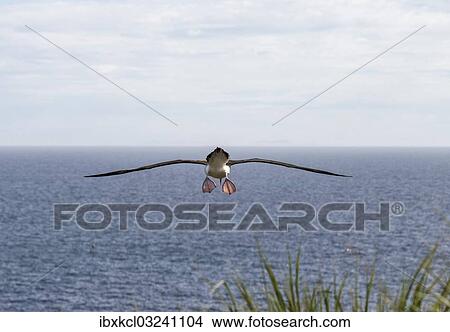 "Black-browed Albatross or Black-browed Mollymawk (Thalassarche melanophris), in flght, Westpoint Island, Falkland Islands, United Kingdom, South America" View Large Photo Image Picture - "Black-browed Albatross or Black-browed Mollymawk (Thalassarche melanophris), in flght, Westpoint Island, Falkland Islands, United Kingdom, South America". Fotosearch