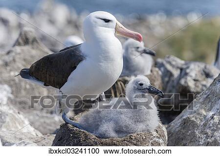 "Black-browed Albatross or Black-browed Mollymawk (Thalassarche melanophris) with chick in nest, Westpoint Island, Falkland Islands, United Kingdom, South America" View Large Photo Image Stock Image - "Black-browed Albatross or Black-browed Mollymawk (Thalassarche melanophris) with chick in nest, Westpoint Island, Falkland Islands, United Kingdom, South America". Fotosearch