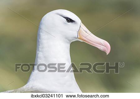 "Black-browed Albatross or Black-browed Mollymawk (Thalassarche melanophris), portrait, Westpoint Island, Falkland Islands, United Kingdom, South America" View Large Photo Image Stock Image - "Black-browed Albatross or Black-browed Mollymawk (Thalassarche melanophris), portrait, Westpoint Island, Falkland Islands, United Kingdom, South America". Fotosearch