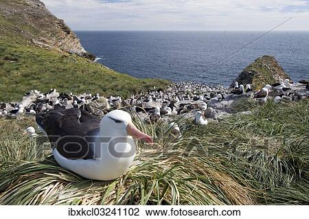 "Black-browed Albatross or Black-browed Mollymawk (Thalassarche melanophris) perched on tussock grass in breeding colony, Westpoint Island, Falkland Islands, United Kingdom, South America" View Large Photo Image Stock Image - "Black-browed Albatross or Black-browed Mollymawk (Thalassarche melanophris) perched on tussock grass in breeding colony, Westpoint Island, Falkland Islands, United Kingdom, South America". Fotosearch