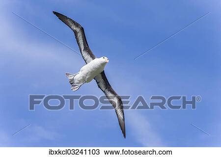 "Black-browed Albatross or Black-browed Mollymawk (Thalassarche melanophris), in flight, Westpoint Island, Falkland Islands, United Kingdom, South America" View Large Photo Image Stock Image - "Black-browed Albatross or Black-browed Mollymawk (Thalassarche melanophris), in flight, Westpoint Island, Falkland Islands, United Kingdom, South America". Fotosearch